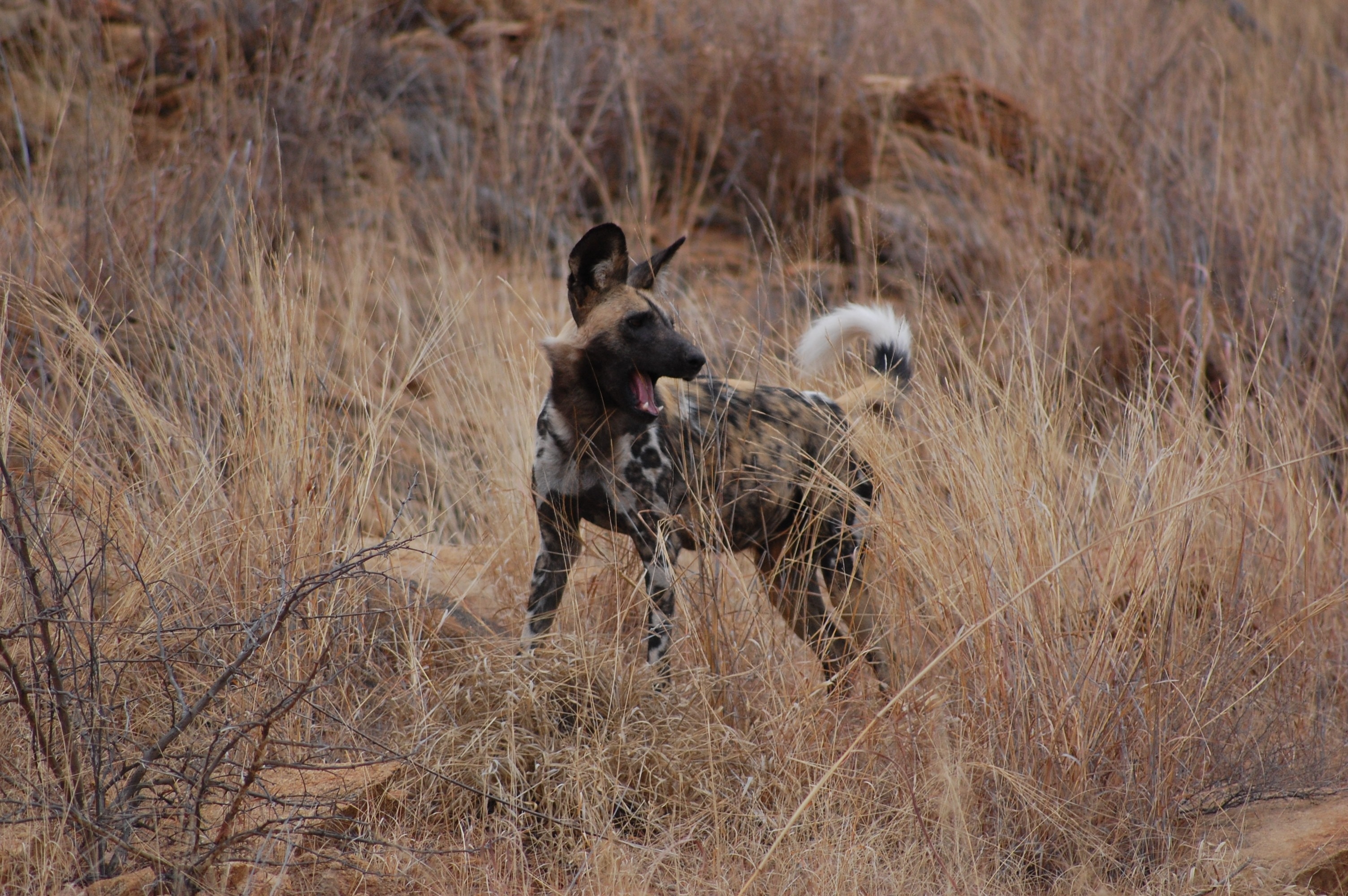 brown and black coat hyena