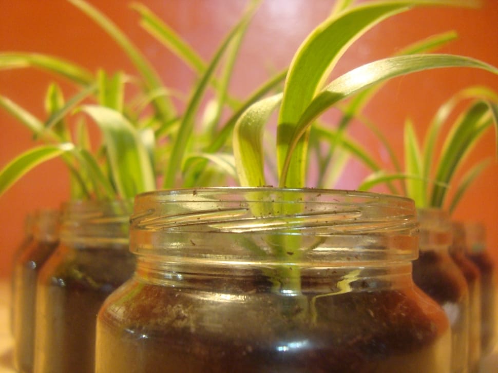 green leafy plant, planted on mason jars preview
