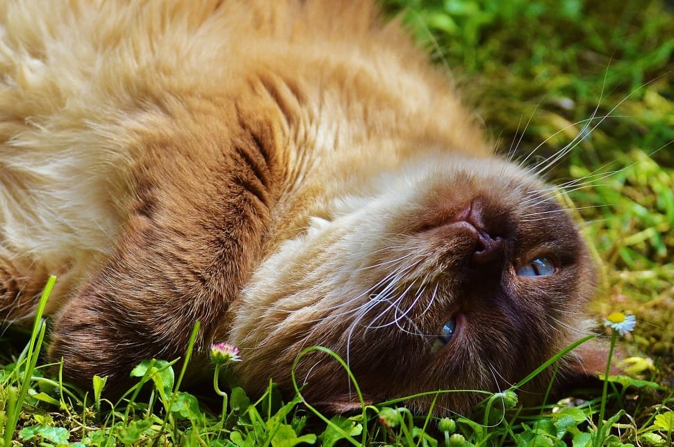 himalayan cat lying on grass preview