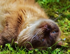 himalayan cat lying on grass thumbnail