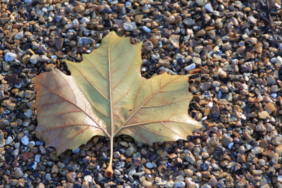 Shingle, Beach, Pebbles, Leaf, Summer, leaf, autumn preview