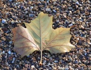 Shingle, Beach, Pebbles, Leaf, Summer, leaf, autumn thumbnail