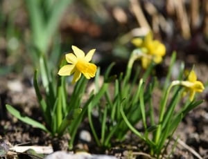 yellow daffodils plant thumbnail