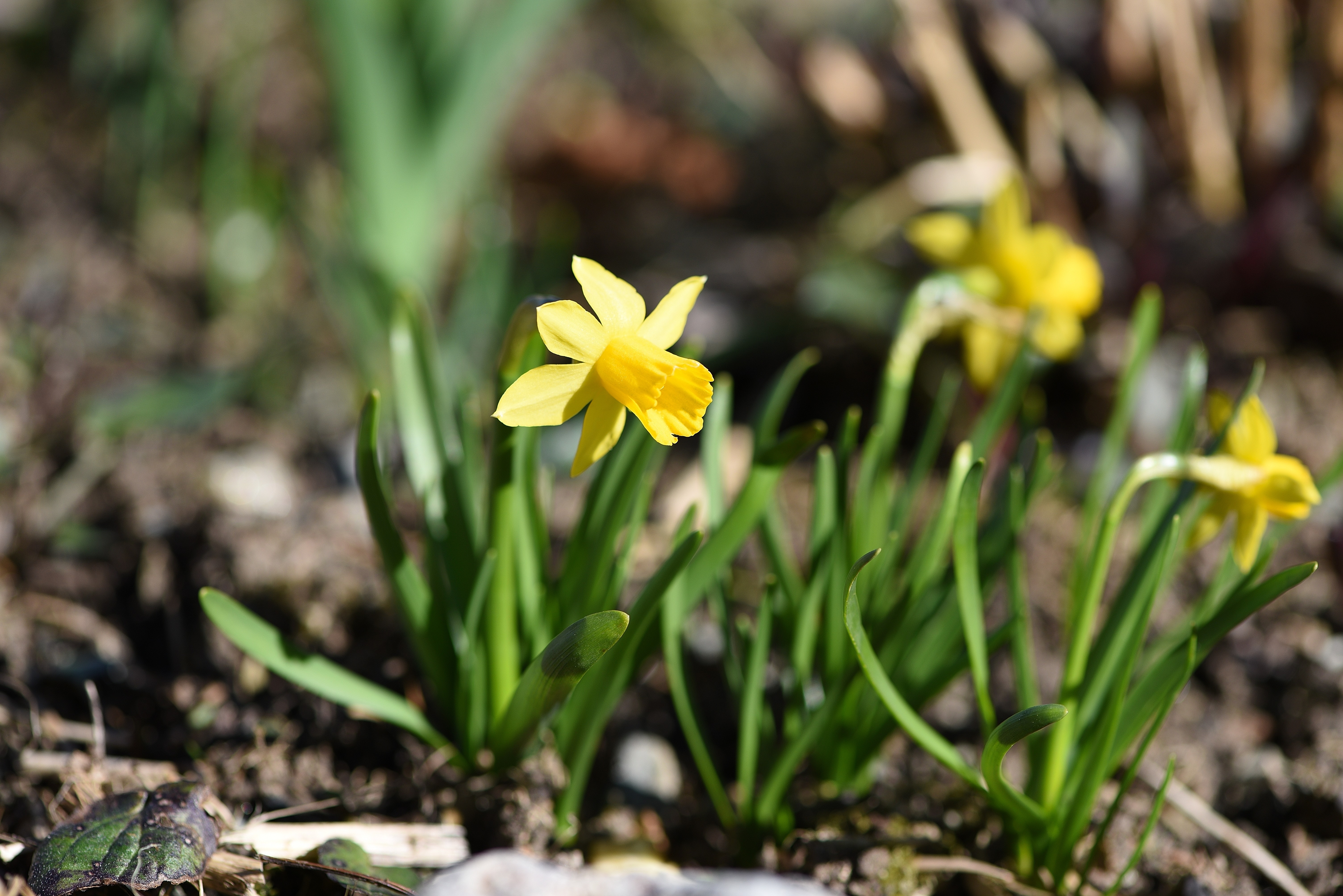 yellow daffodils plant