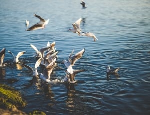 Flock of Birds Flying and Diving over Water during Daytime thumbnail