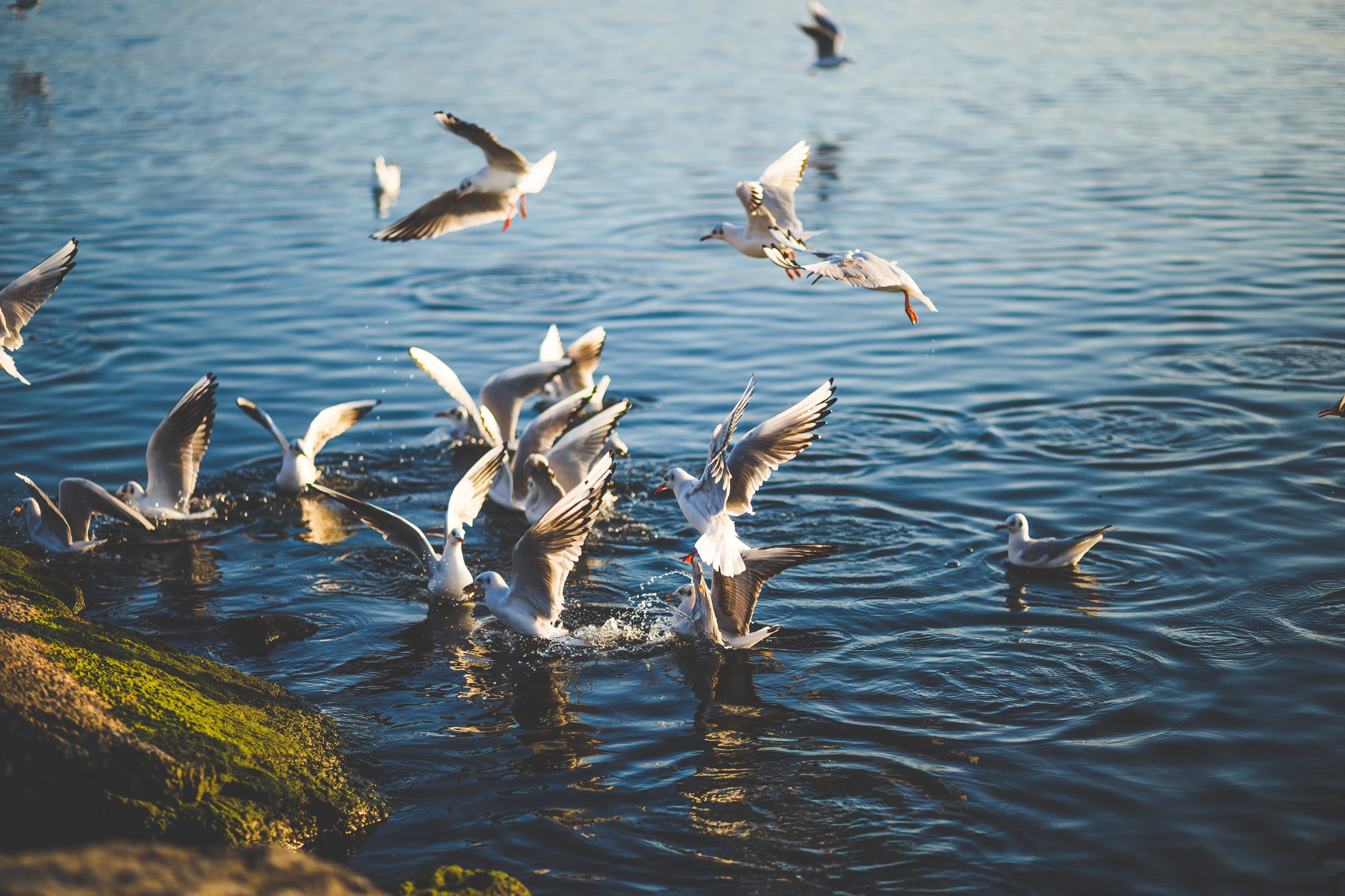 Flock of Birds Flying and Diving over Water during Daytime