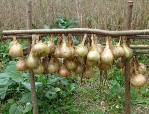 onion bomb hang on brown wooden fence thumbnail