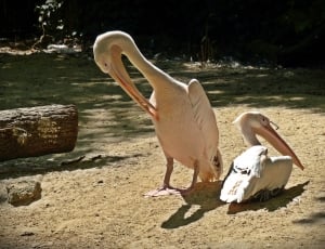2 white pelican thumbnail