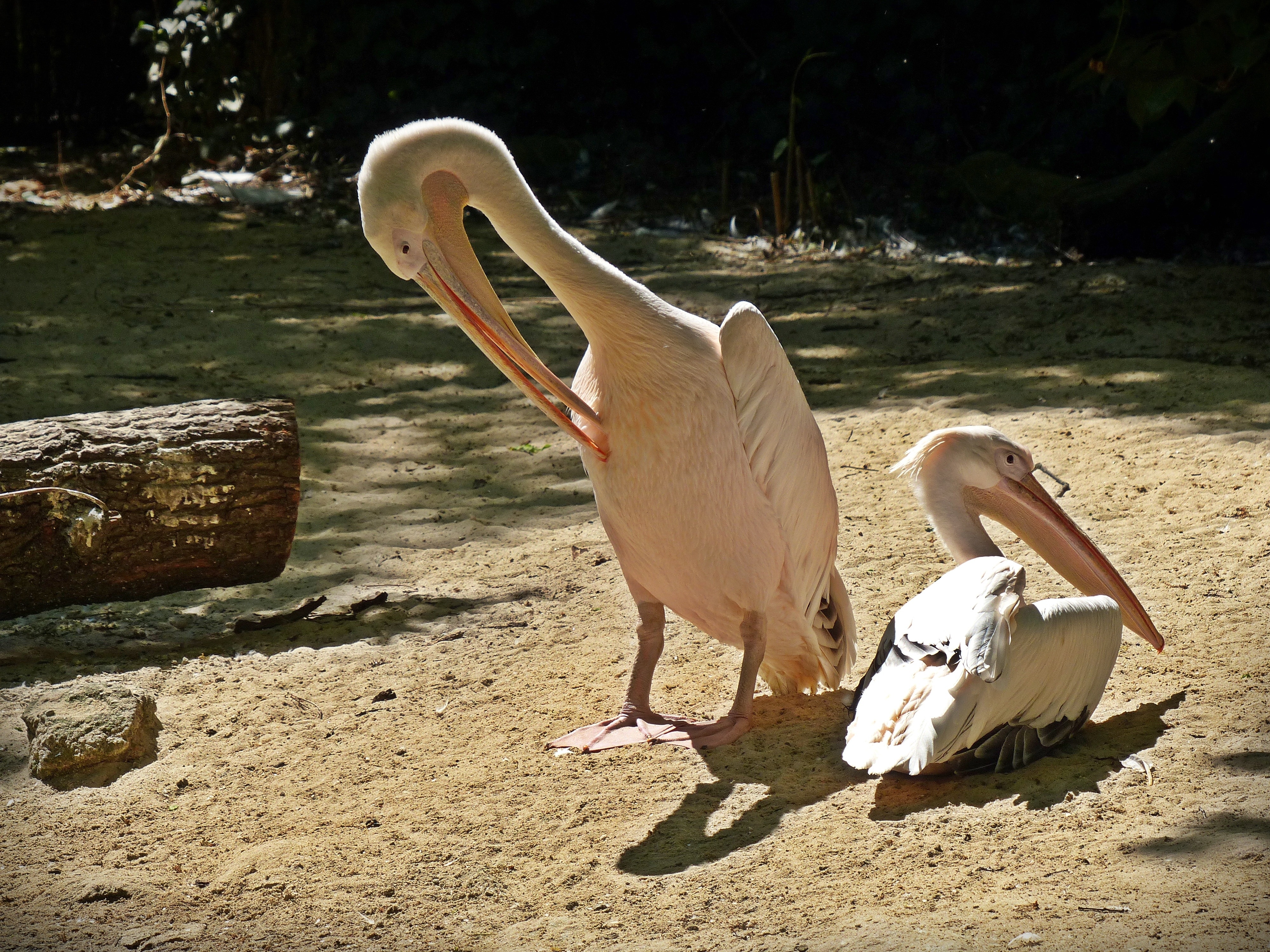 2 white pelican