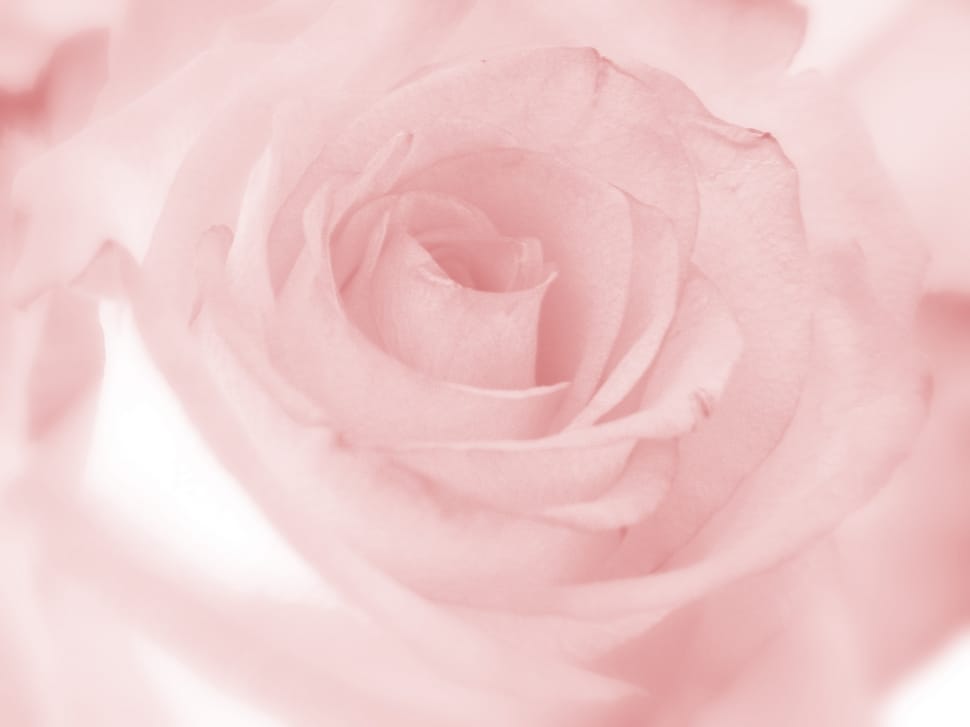 Romantic, Floral, Flower, Rose, Pink, pink color, flower preview