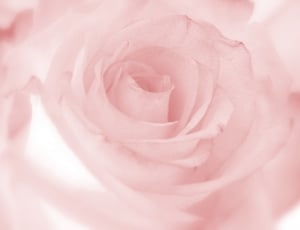 Romantic, Floral, Flower, Rose, Pink, pink color, flower thumbnail