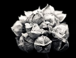 white and black photography of flower thumbnail
