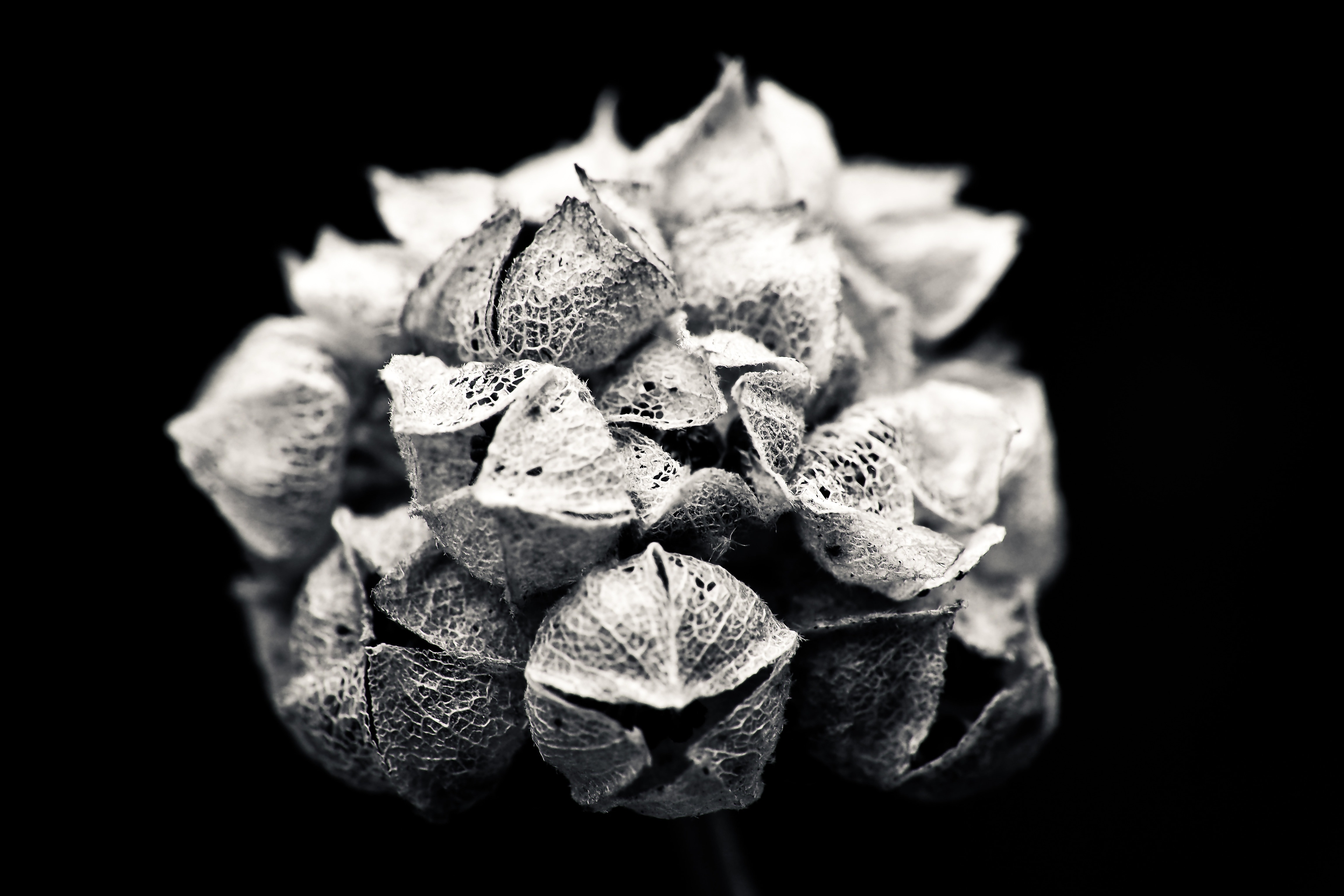 white and black photography of flower
