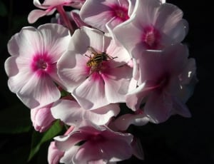 pink and white petal flower thumbnail