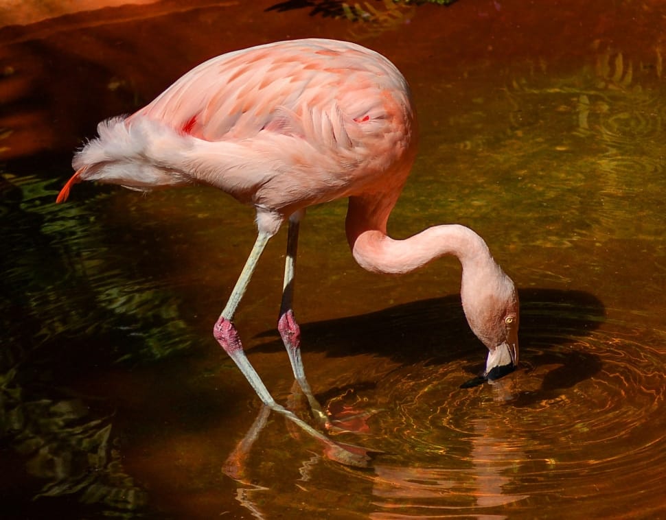 pink flamingo preview