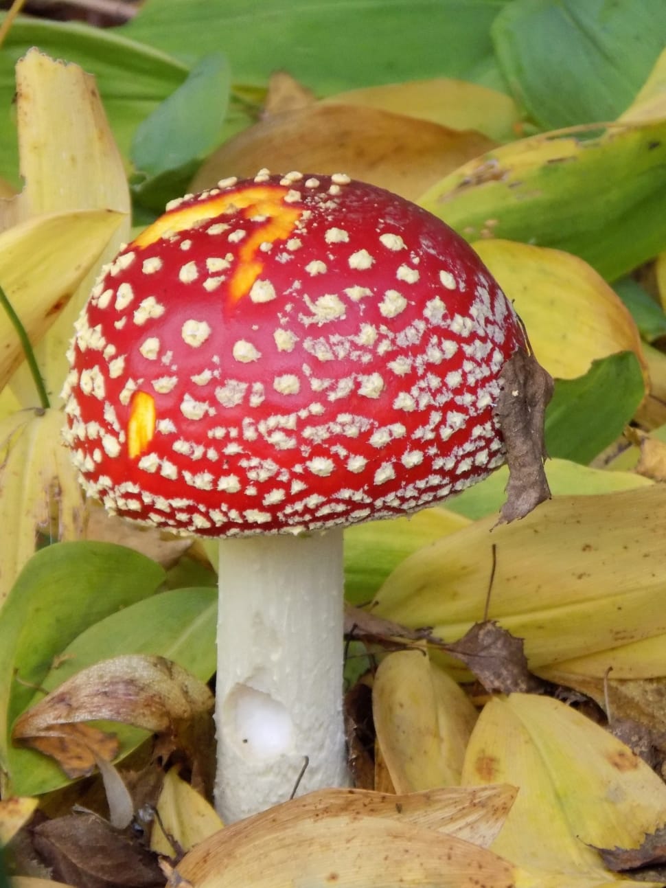 red and white wild mushroom preview