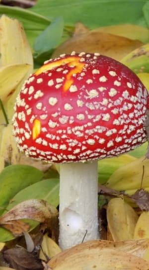 red and white wild mushroom thumbnail