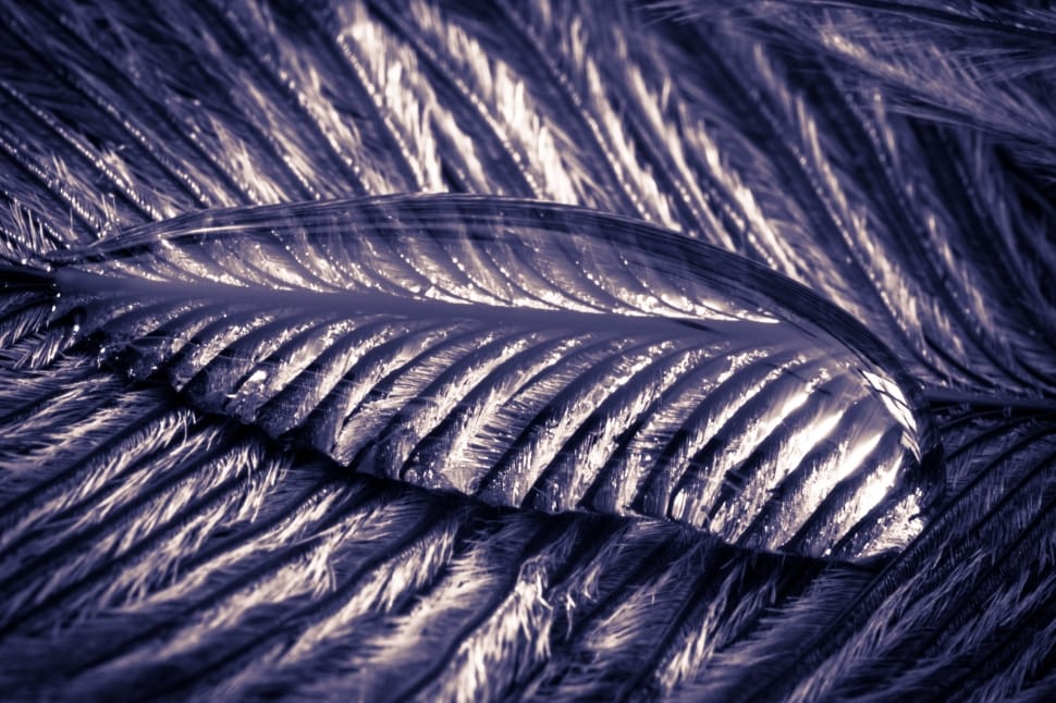 gray feathers preview