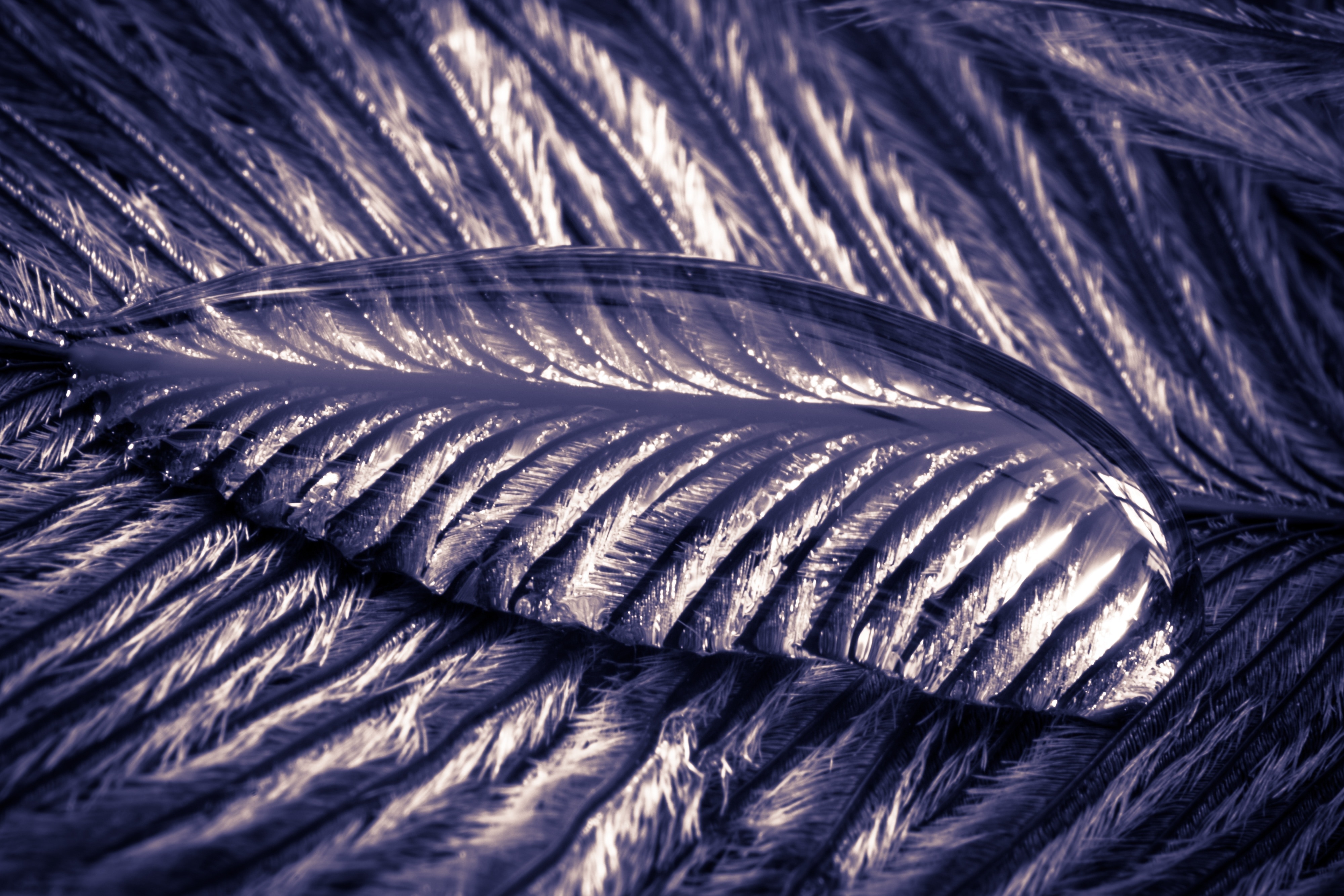 gray feathers