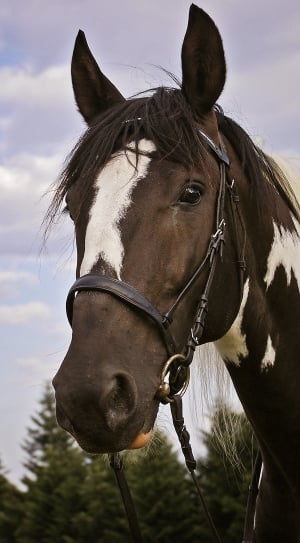close up photo of black and white horse during daytime thumbnail