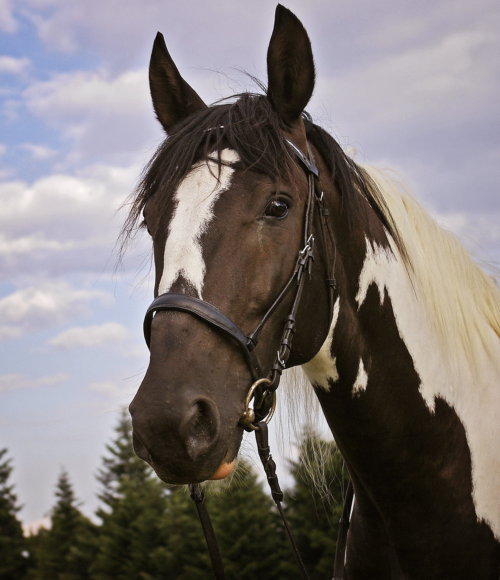 close up photo of black and white horse during daytime