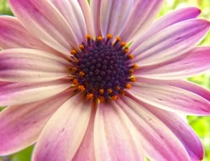 Petals, Daisy, Chalice, Detail, Flower, flower, petal thumbnail
