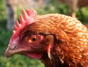poultry photography of rooster's face thumbnail