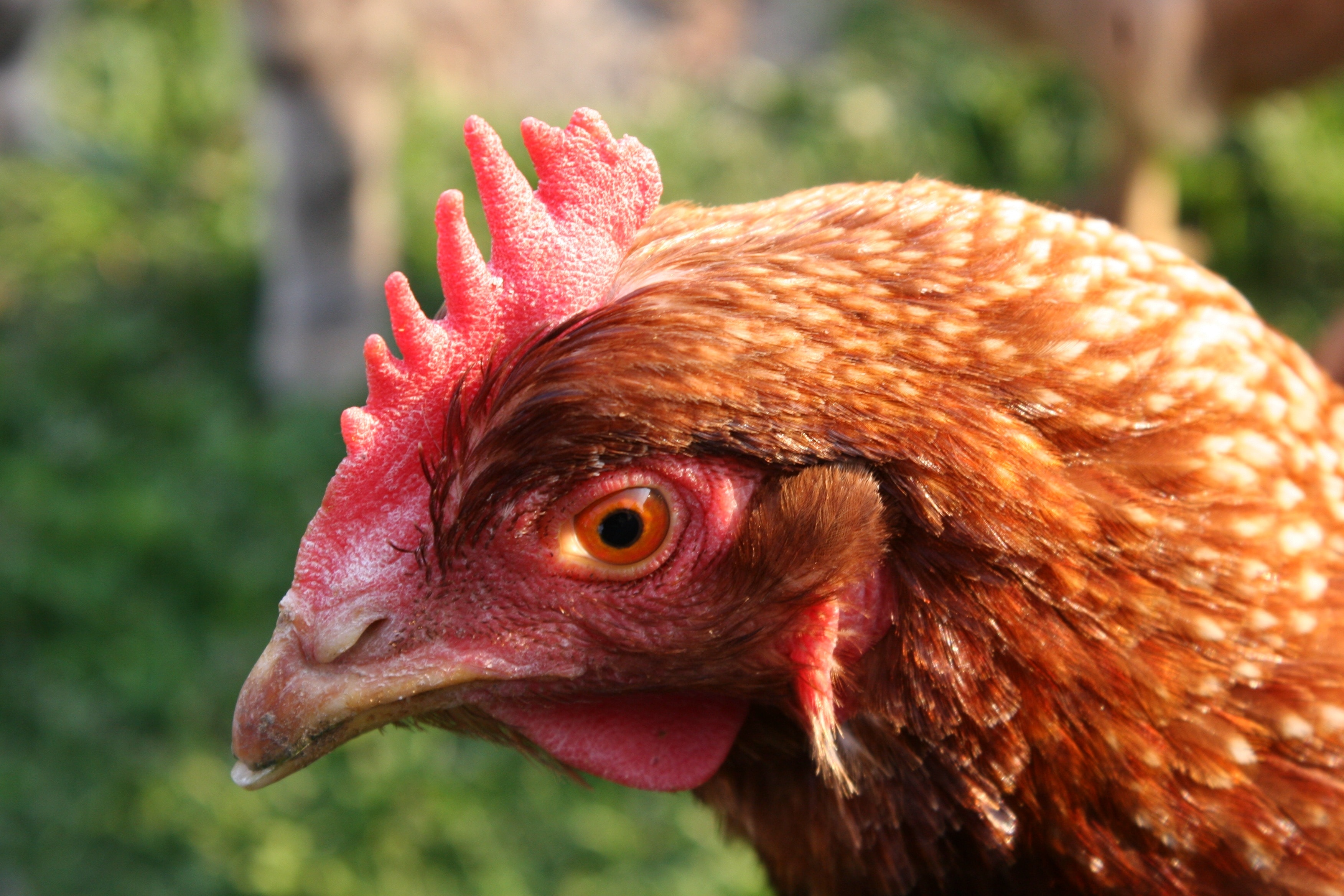 poultry photography of rooster's face