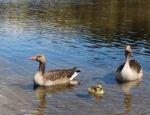 2 black-and-grey ducks and duckling on water thumbnail