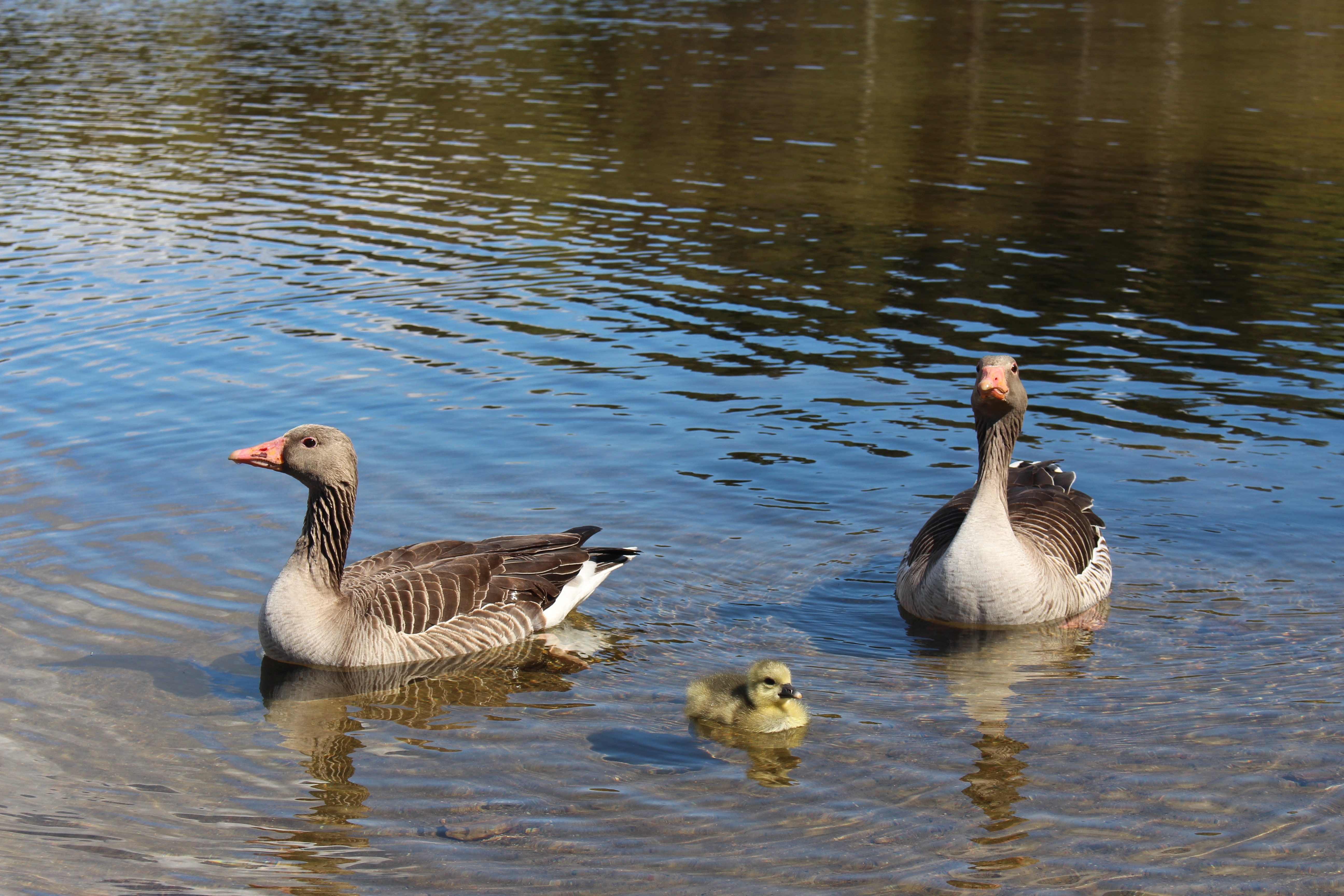 2 black-and-grey ducks and duckling on water