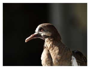 brown and white bird thumbnail
