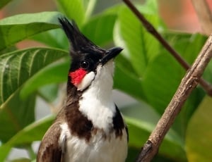 black red mockingbird thumbnail