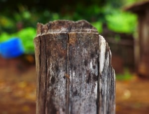 dry log log in macro photography thumbnail
