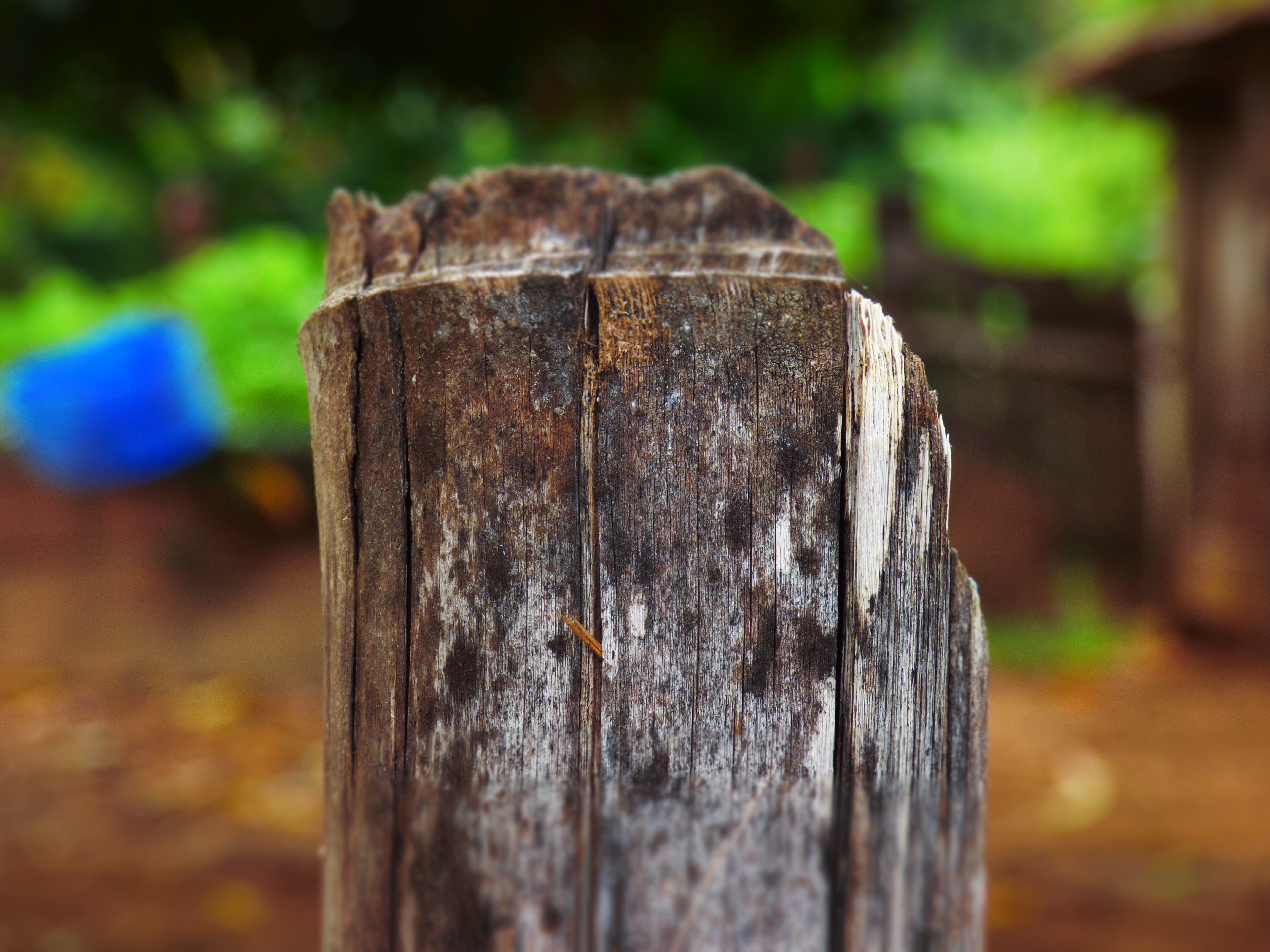 dry log log in macro photography