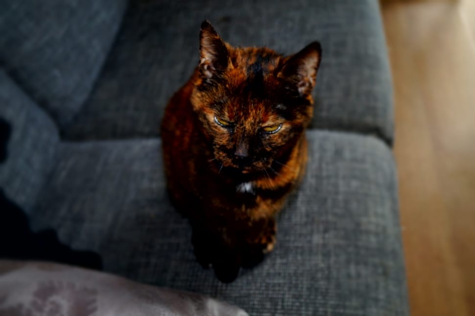 orange and black short fur cat preview