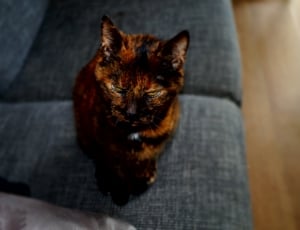 orange and black short fur cat thumbnail