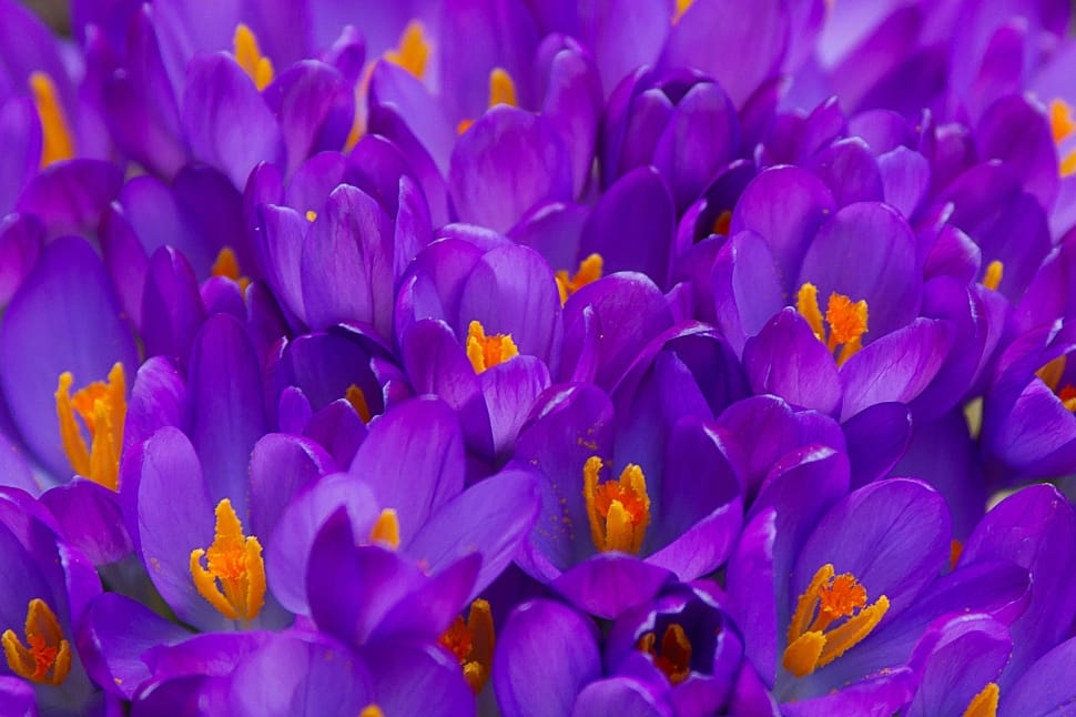 Crocus, Purple, Plant, Garden, Spring, flower, purple preview