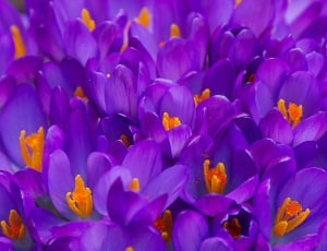 Crocus, Purple, Plant, Garden, Spring, flower, purple thumbnail