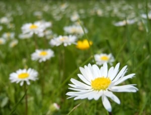 white and yellow petaled flowers thumbnail