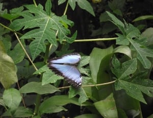 morpho butterfly thumbnail