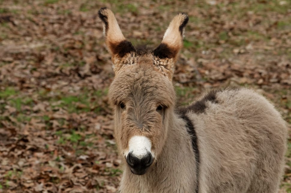 brown and grey donkey preview