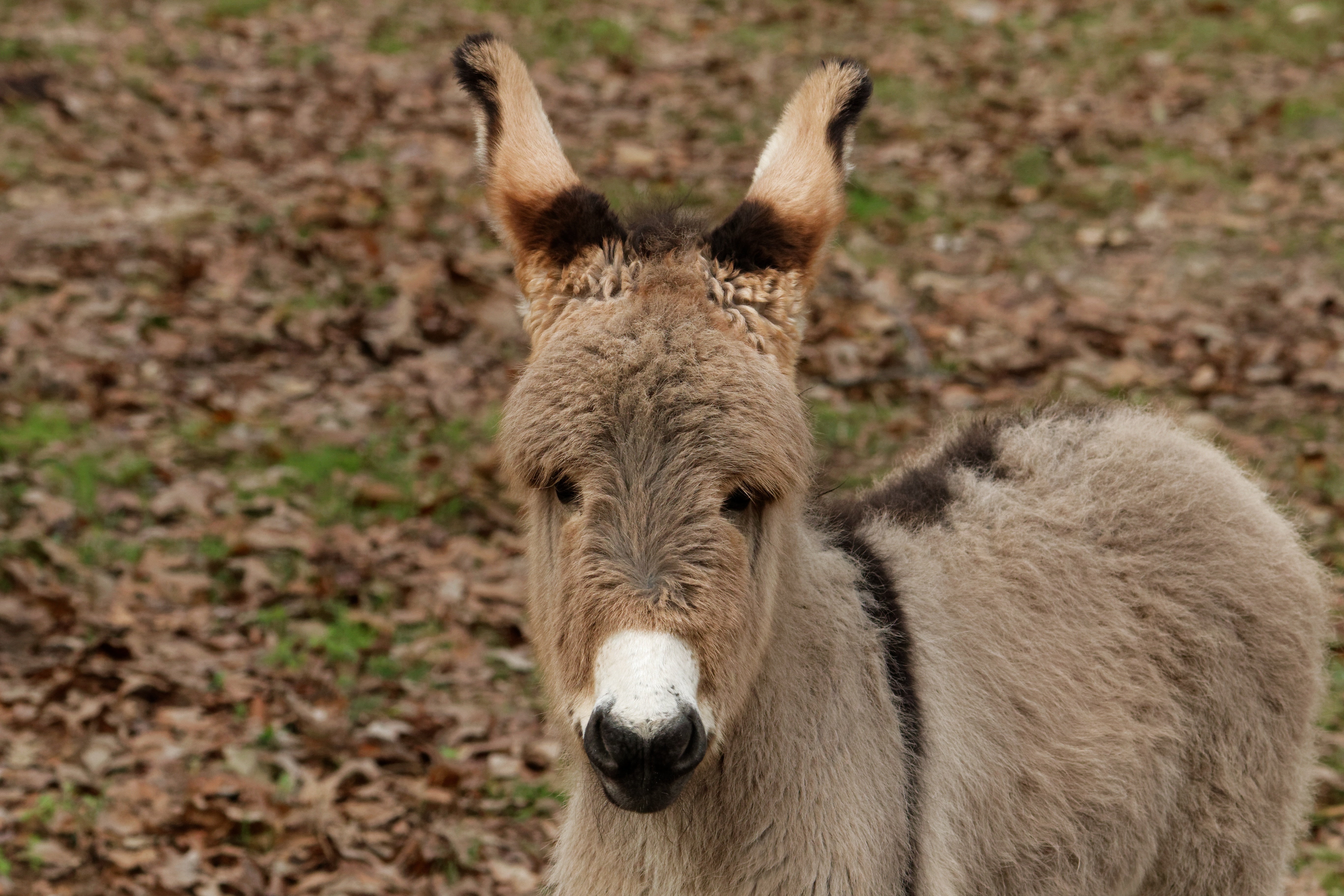 brown and grey donkey