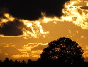 photography of forest sunset thumbnail
