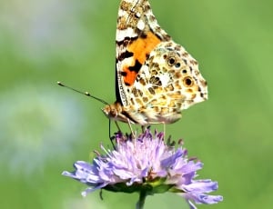 painted lady butterfly perched on purple flower thumbnail