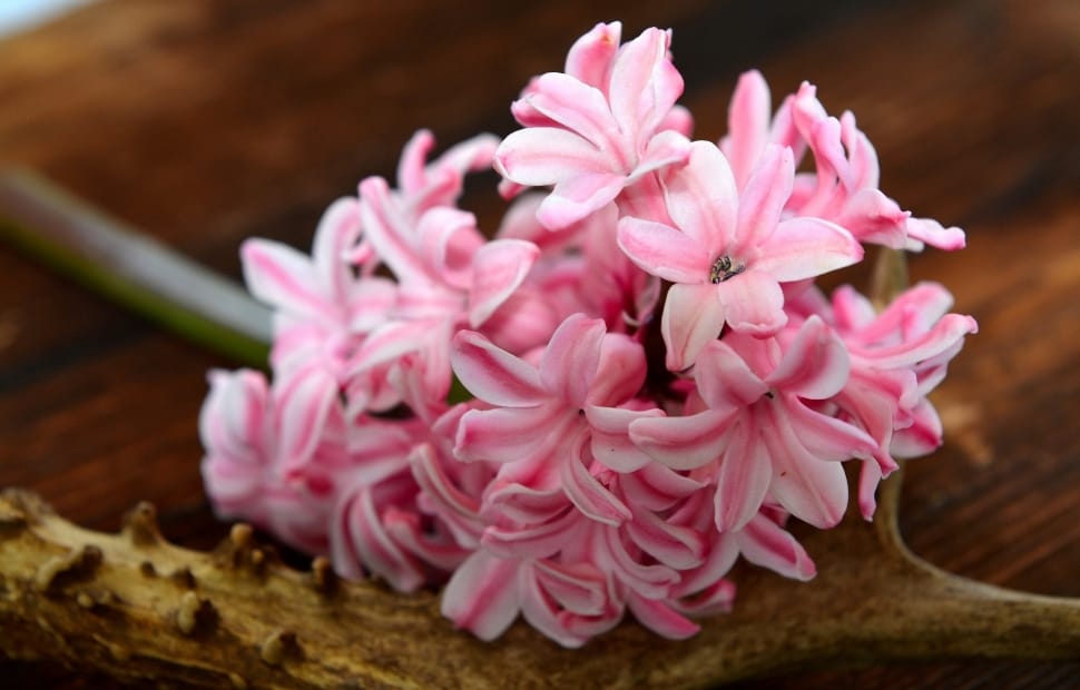 Spring Flower, Hyacinth, Flower, flower, pink color preview