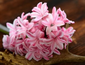 Spring Flower, Hyacinth, Flower, flower, pink color thumbnail