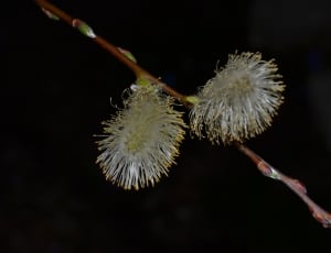 Flower, Spring, Willow, no people, close-up thumbnail