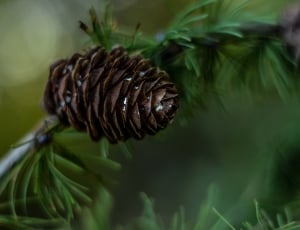 brown spruce fruit thumbnail
