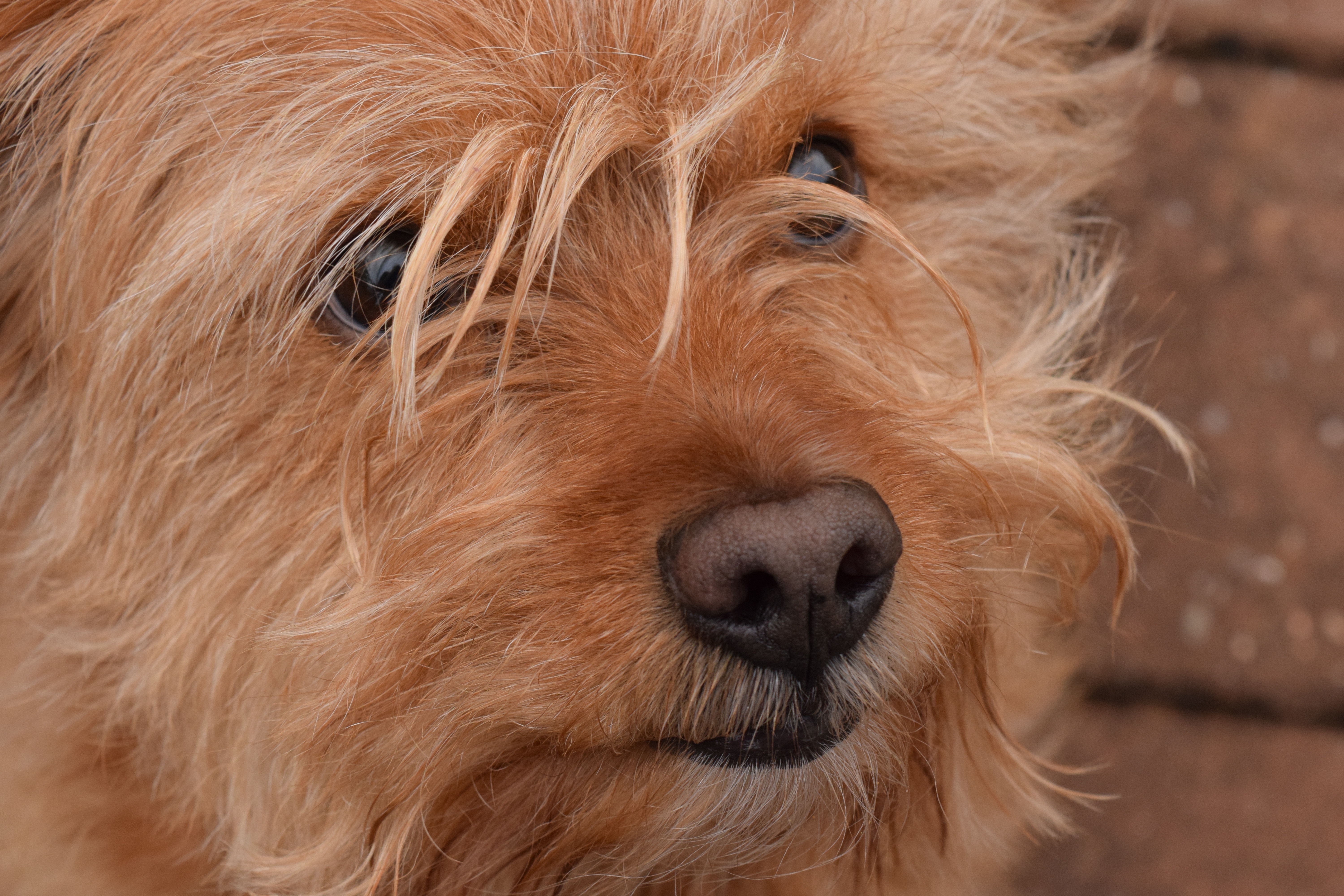 wire haired dog breeds small