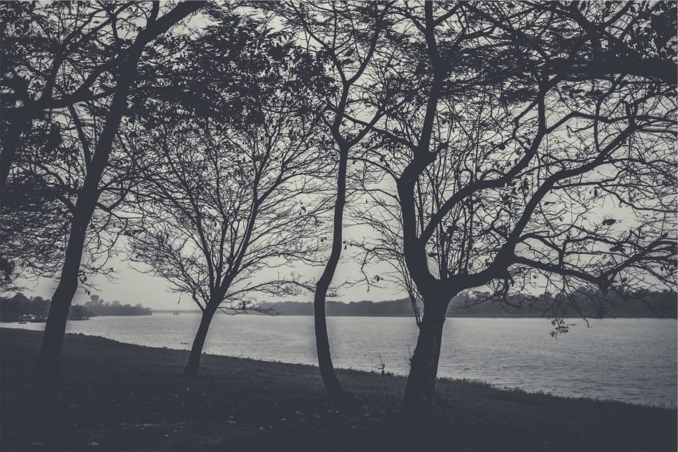 trees and body of water preview